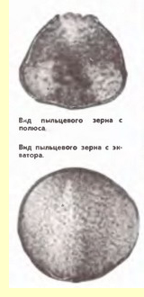 Груша(Prunus communis L)-пыльцевые зерна Груша(Prunus communis L)-пыльцевые зерна